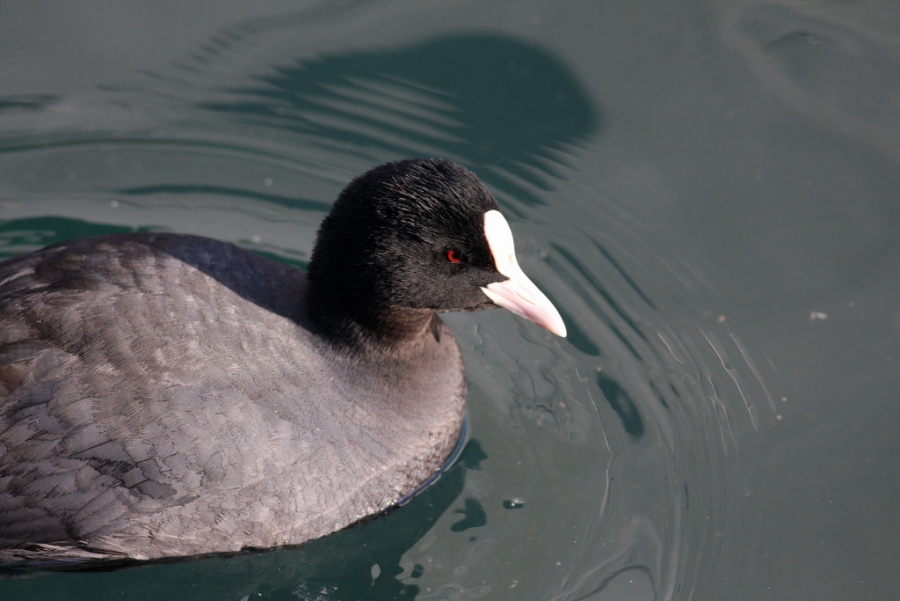 Eurasian Coot