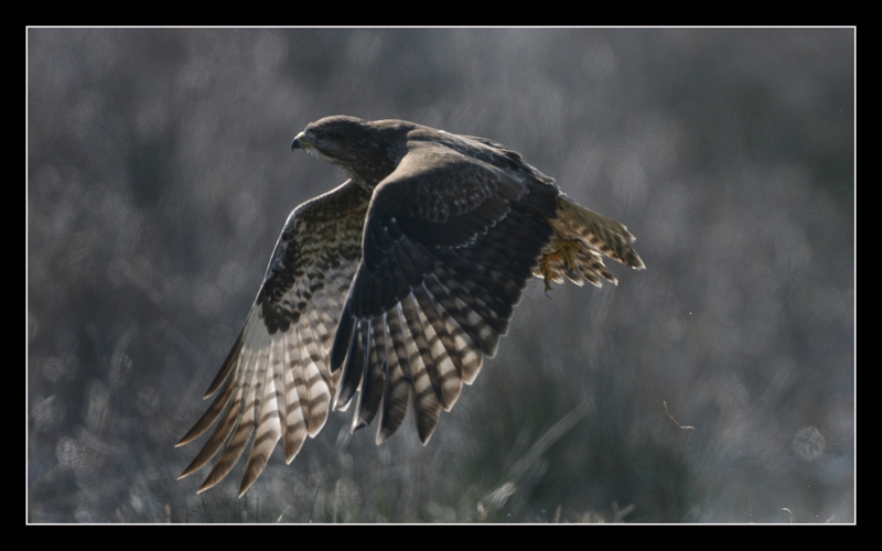 Common Buzzard