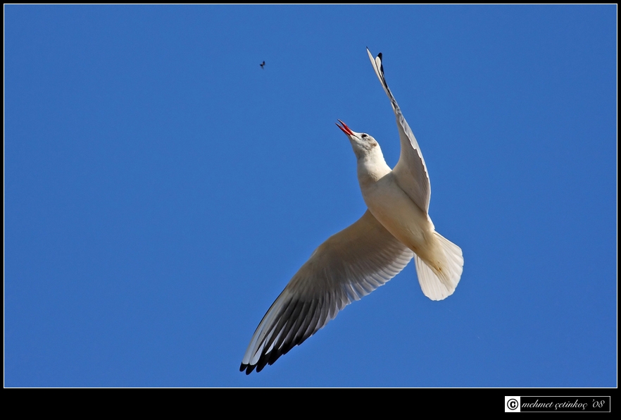 Black-headed Gull