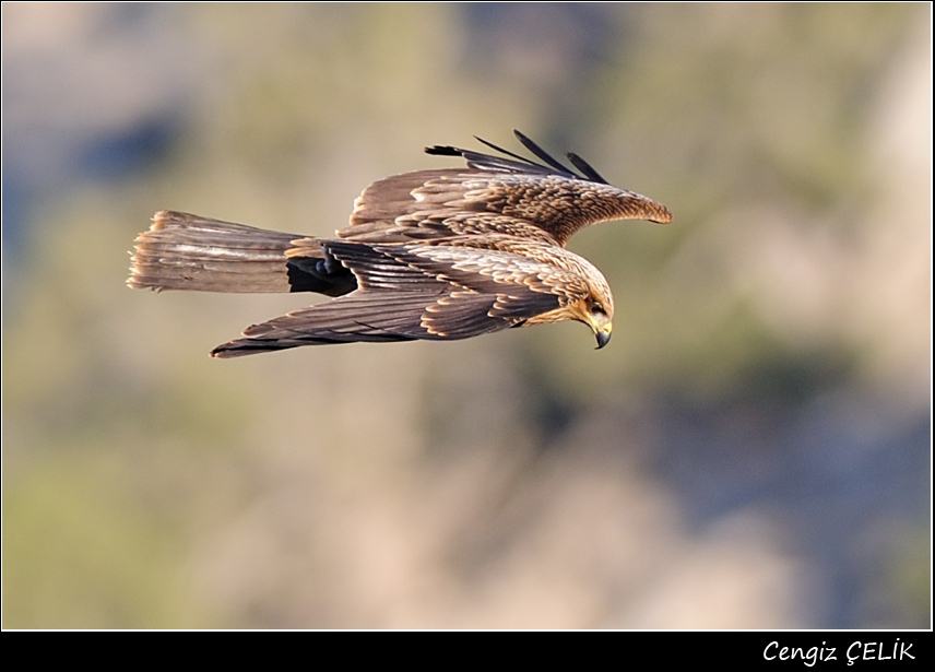 Black Kite