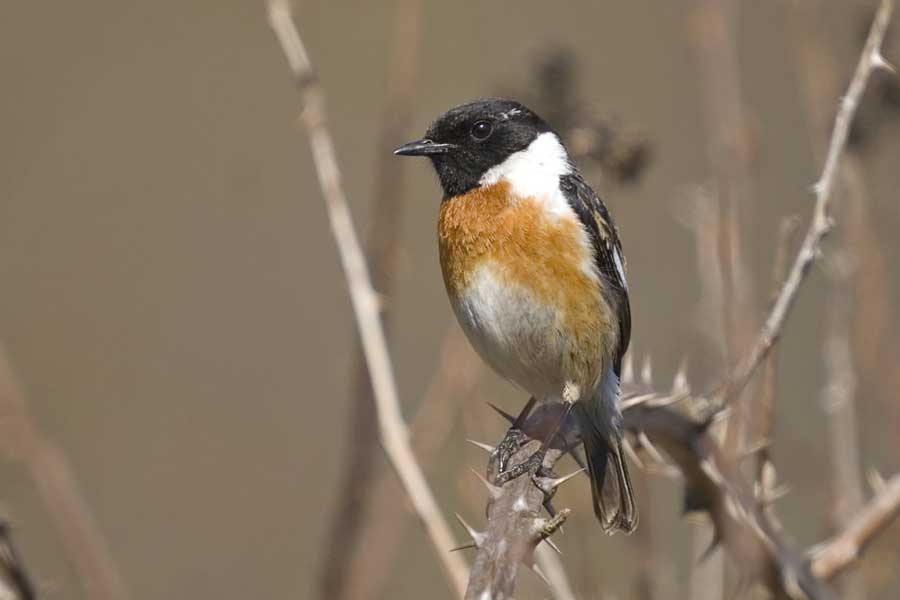 Siberian Stonechat
