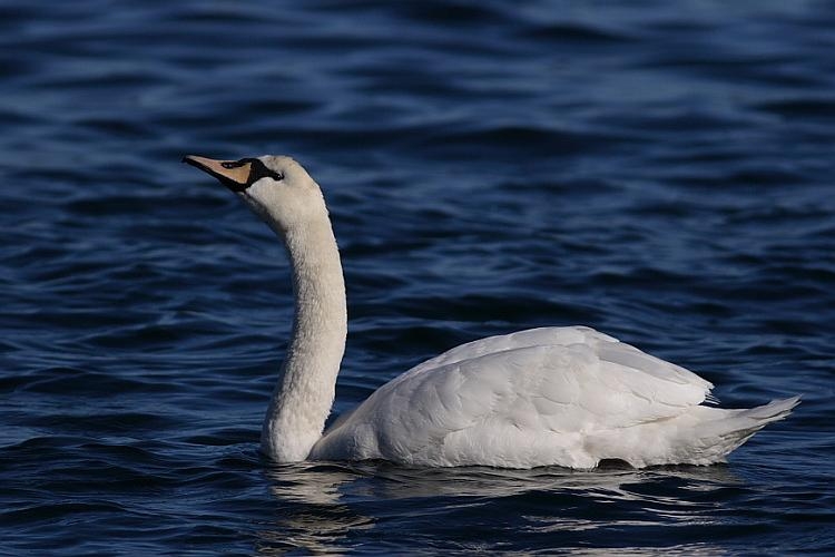 Mute Swan