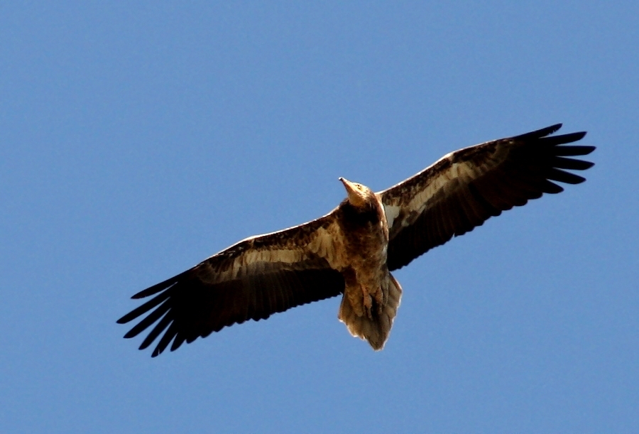 Egyptian Vulture