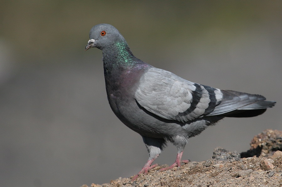 Rock Dove