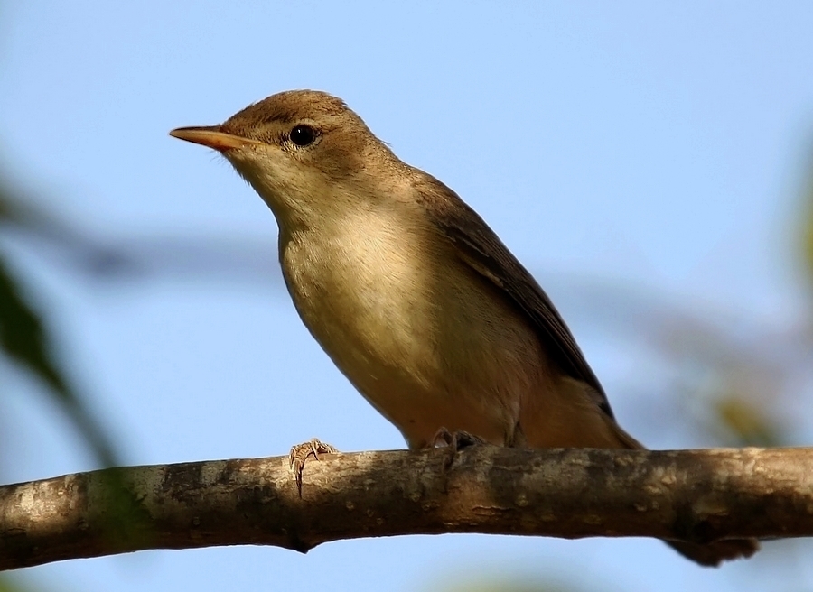Eastern Olivaceous Warbler