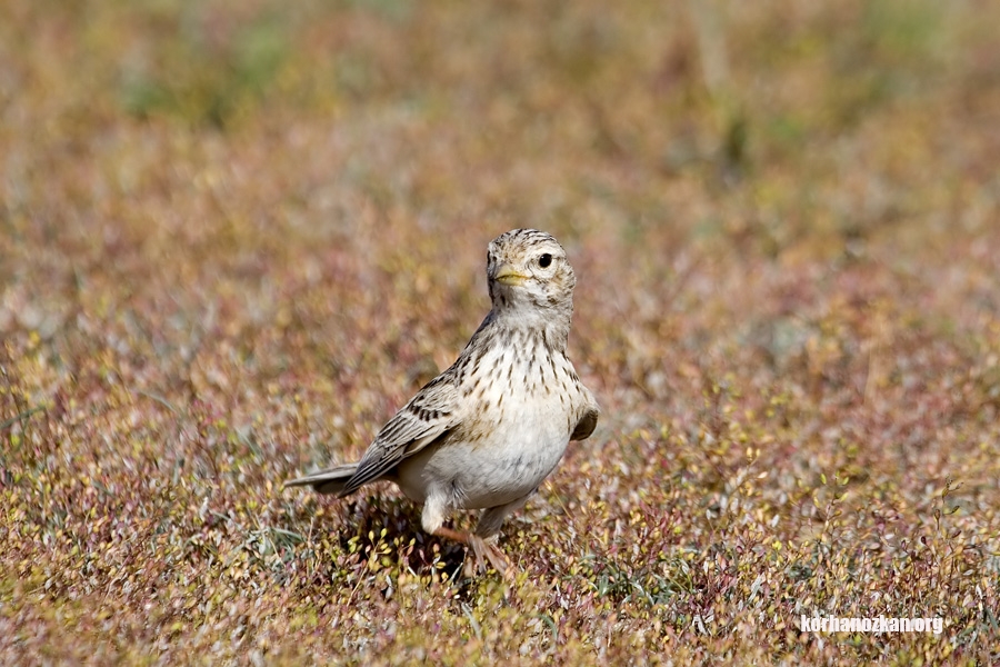 Turkestan Short-toed Lark