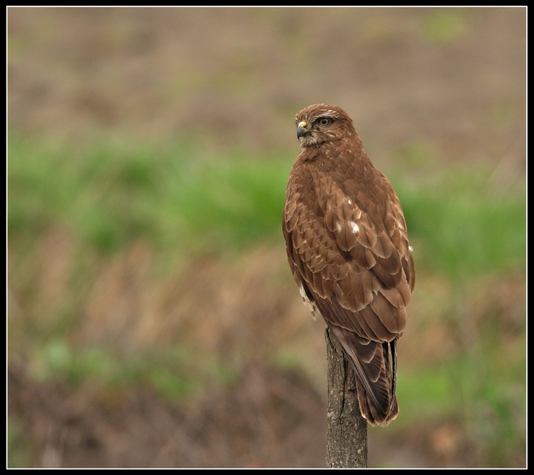 Common Buzzard