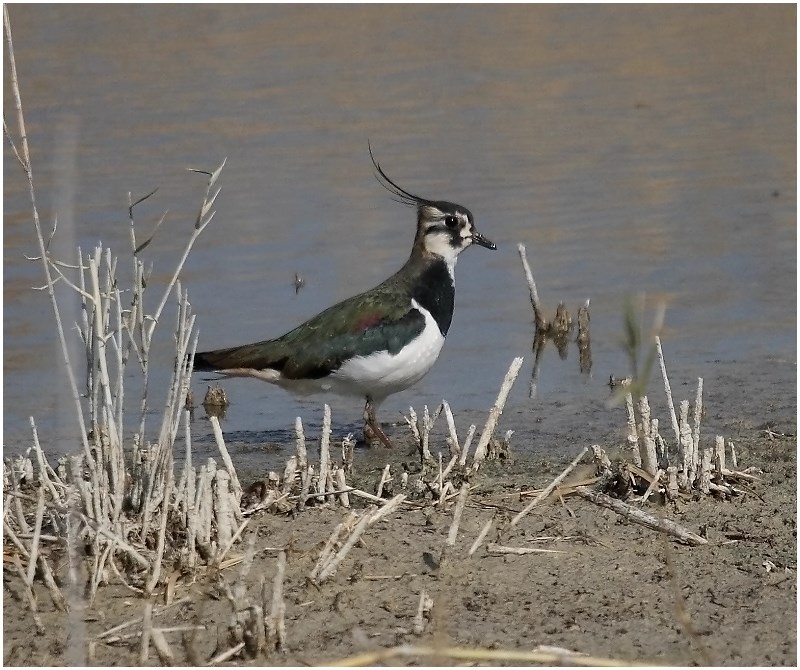 Northern Lapwing