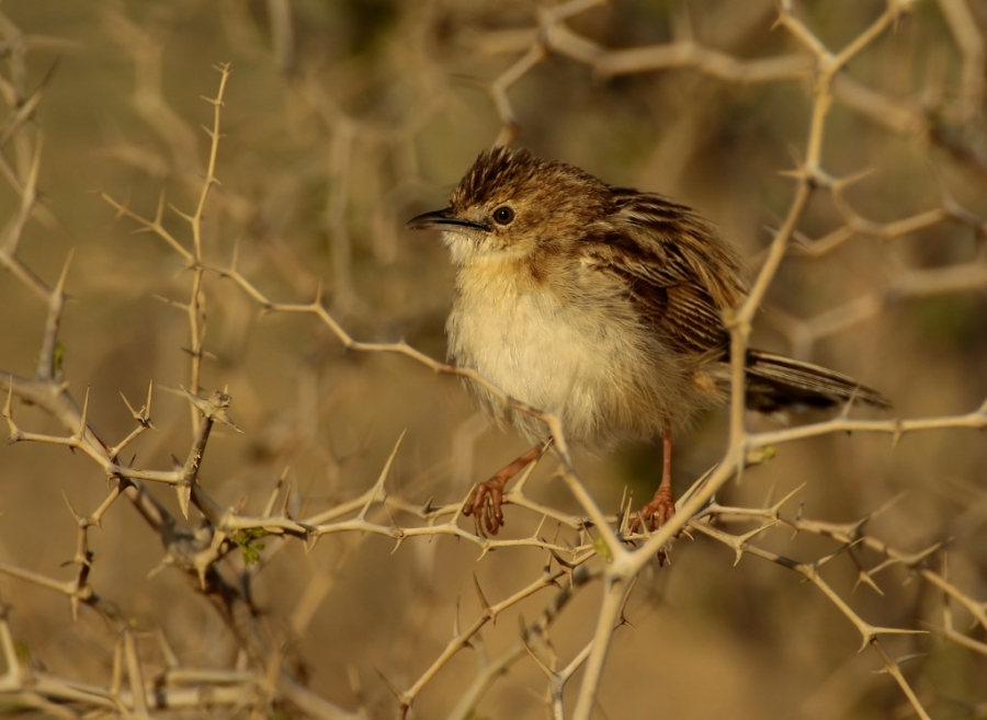 Zitting Cisticola