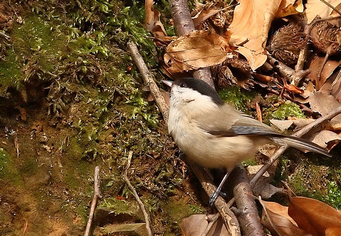 Marsh Tit