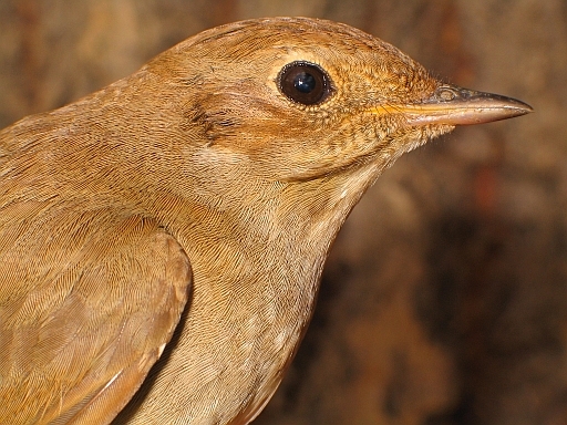 Thrush Nightingale