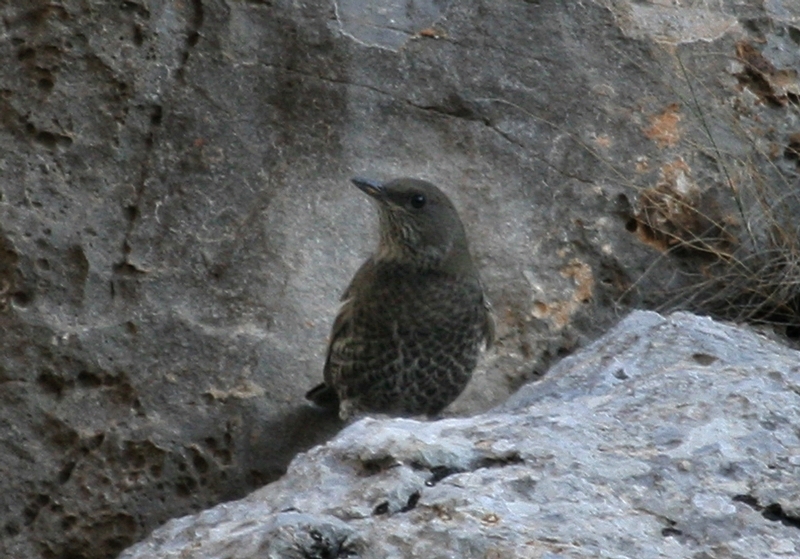 Ring Ouzel