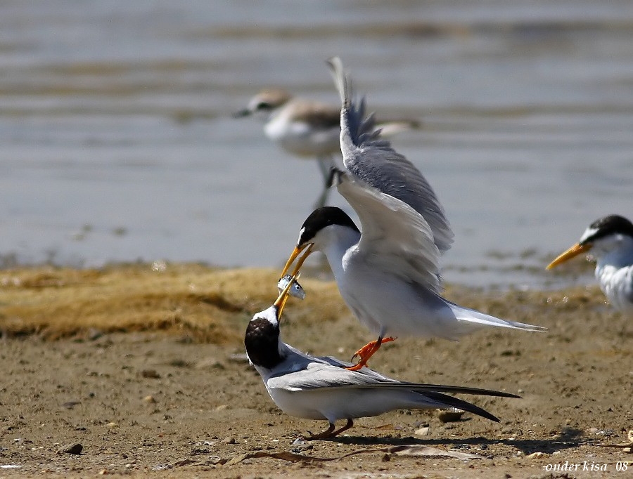 Little Tern