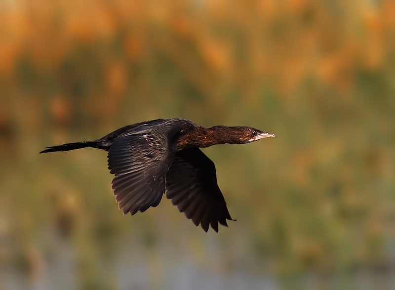 Pygmy Cormorant