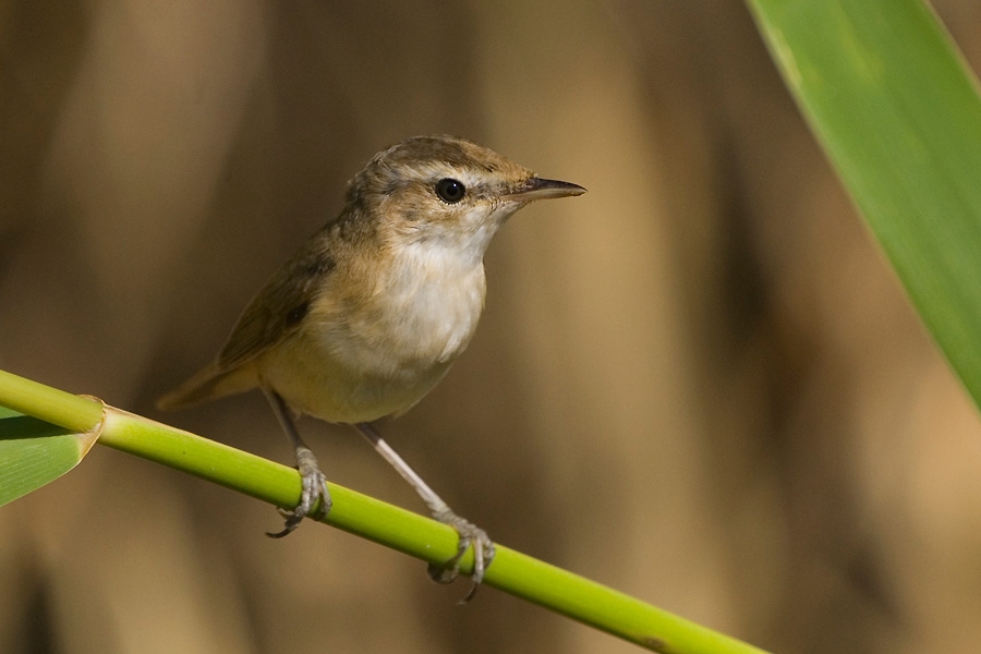 Paddyfield Warbler