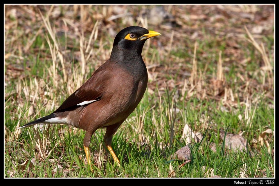 Common Myna