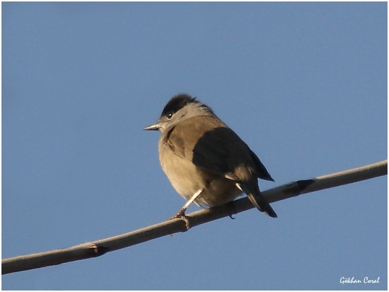 Eurasian Blackcap