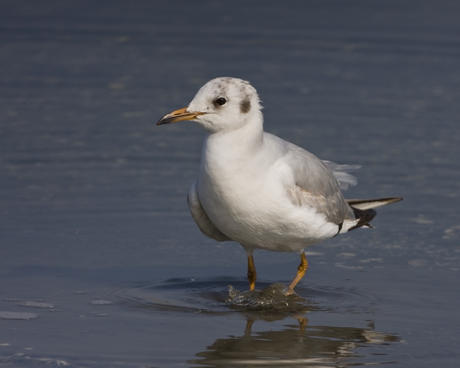 Black-headed Gull