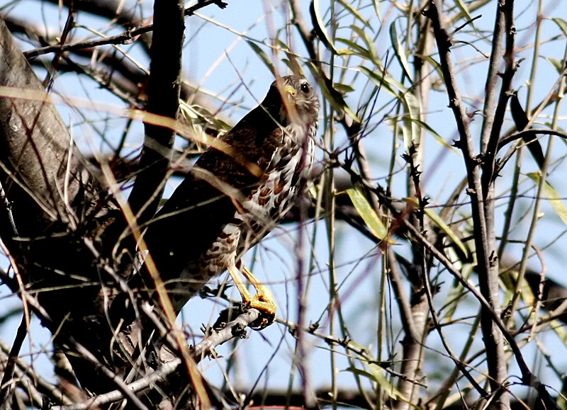 Levant Sparrowhawk