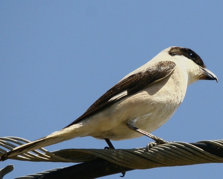 Lesser Grey Shrike