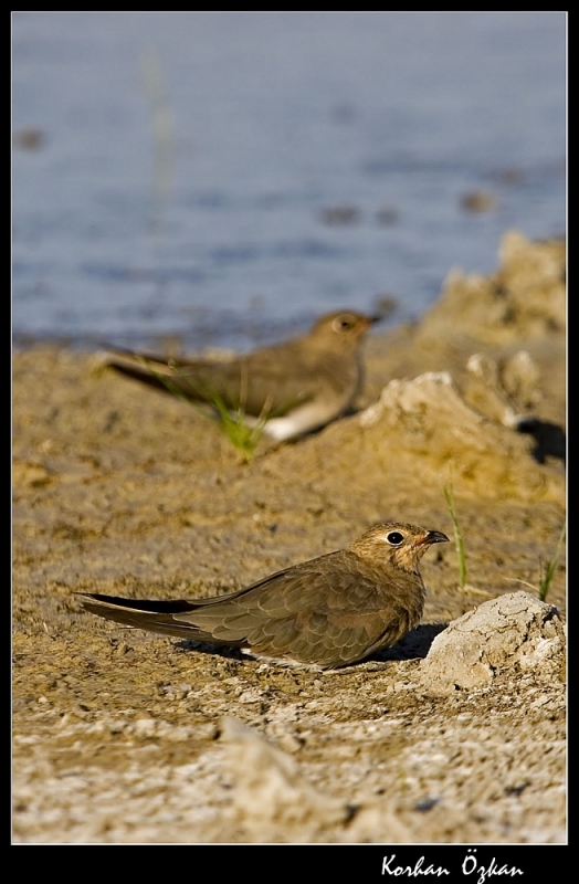 Collared Pratincole