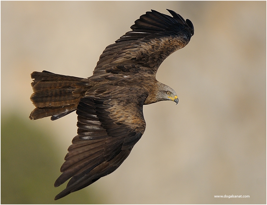 Black Kite