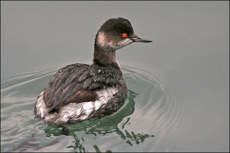 Black-necked Grebe