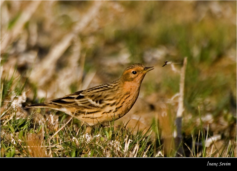 Red-throated Pipit