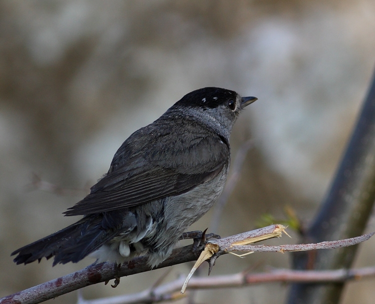 Eurasian Blackcap