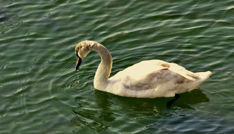 Mute Swan