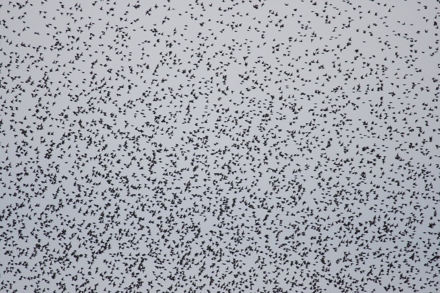 Common Starling