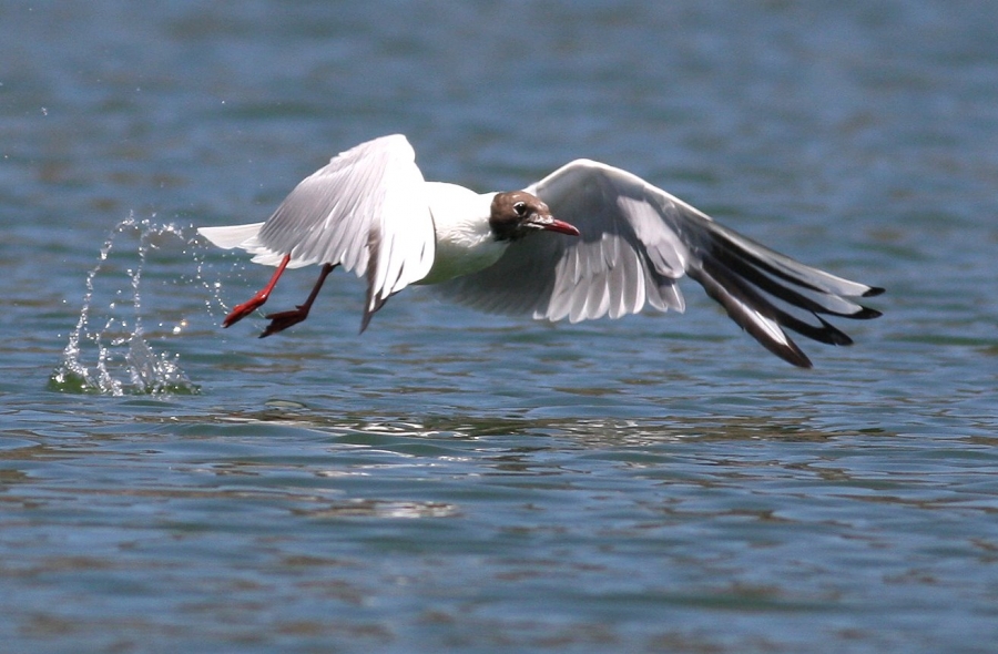 Black-headed Gull