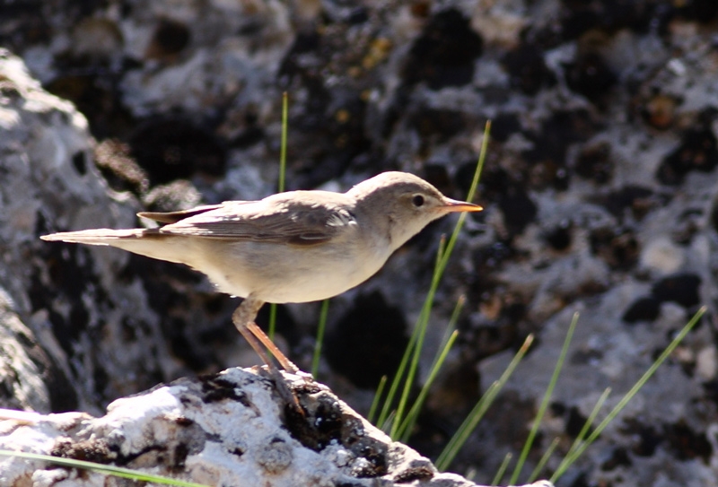 Upcher`s Warbler