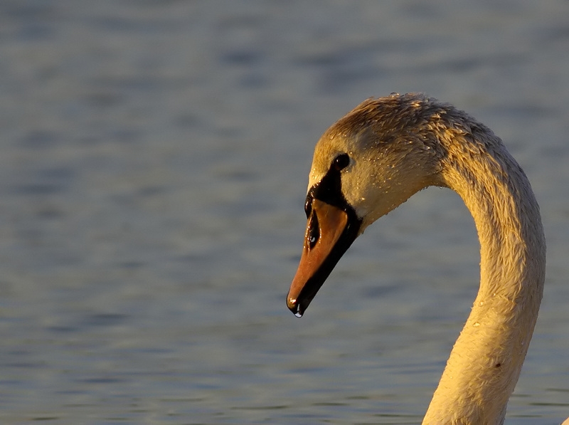 Mute Swan