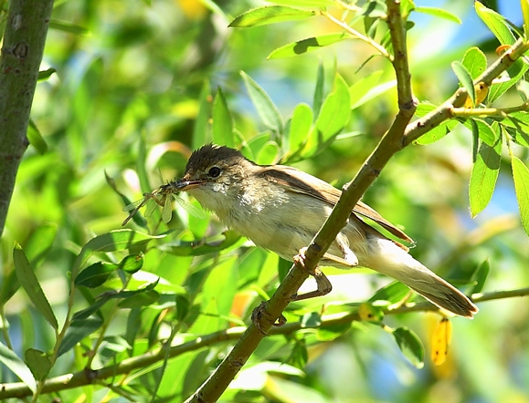 Eastern Olivaceous Warbler