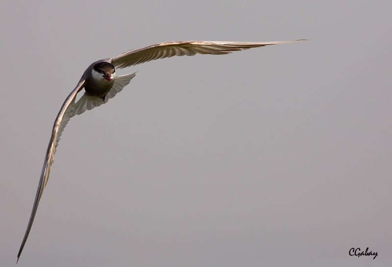 Whiskered Tern