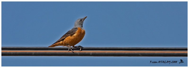 Common Rock Thrush