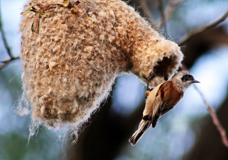 Eurasian Penduline Tit