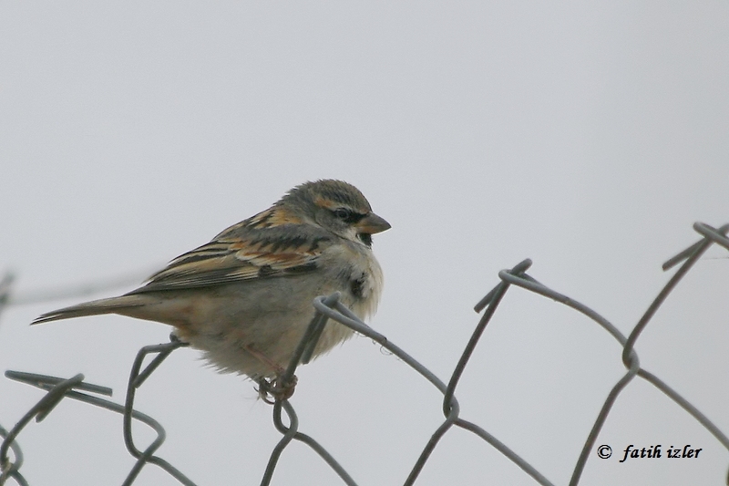 Dead Sea Sparrow