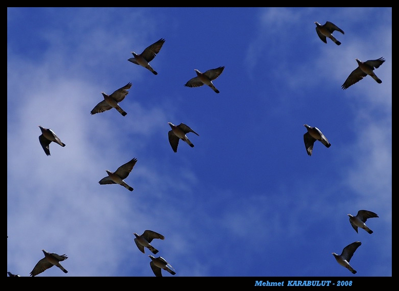 Common Wood Pigeon