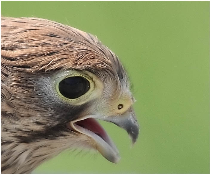Common Kestrel