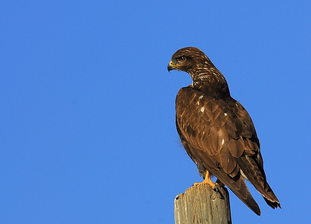 Common Buzzard