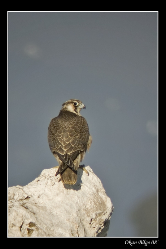 Saker Falcon