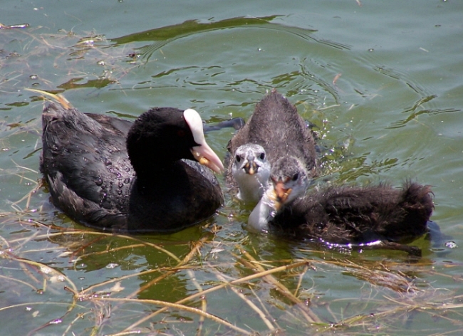 Eurasian Coot
