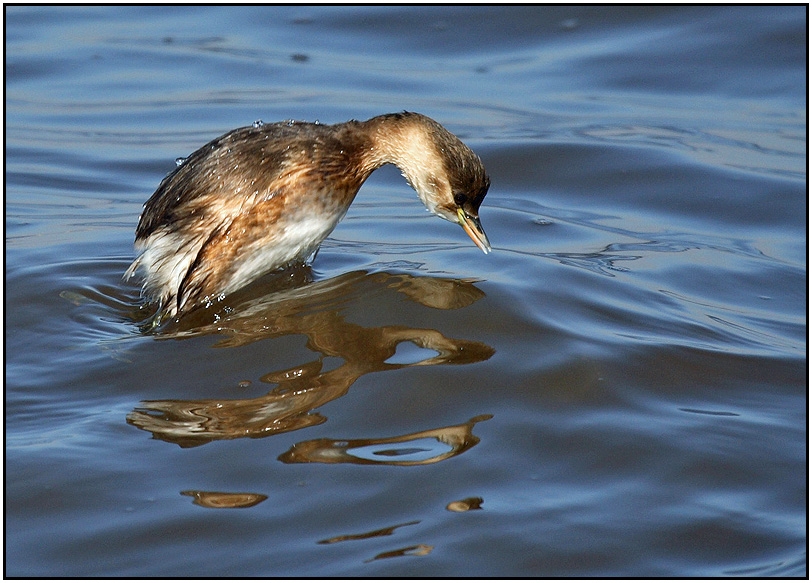 Little Grebe
