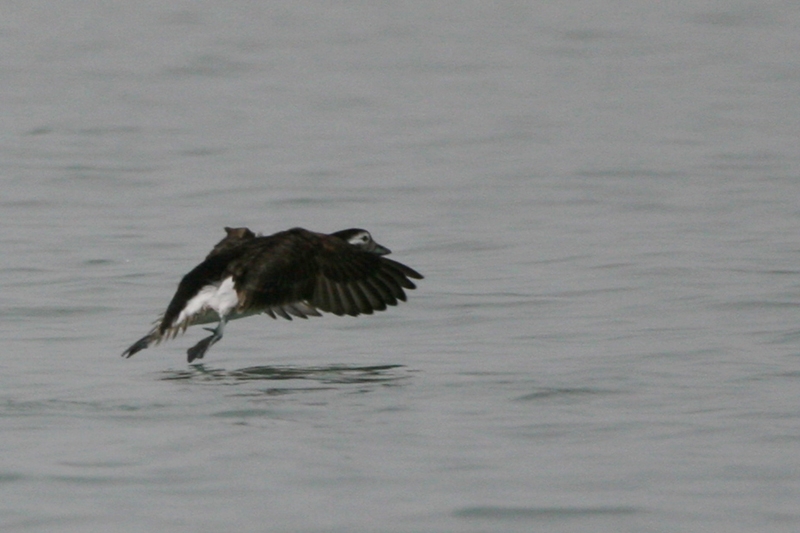 Long-tailed Duck