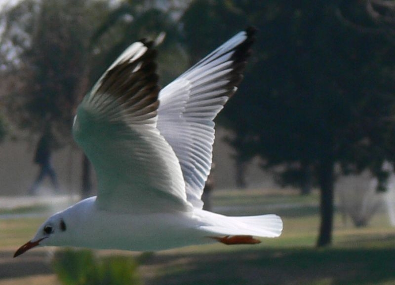 Black-headed Gull