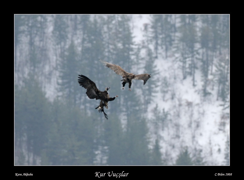 Cinereous Vulture