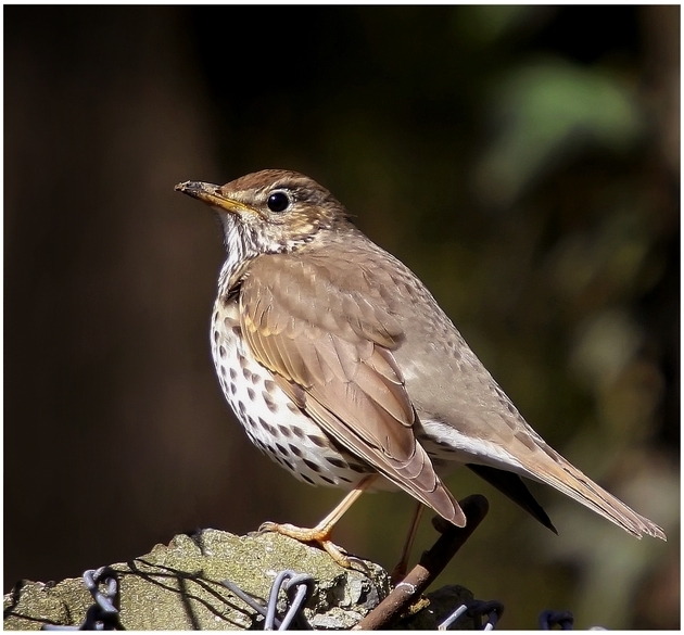 Song Thrush
