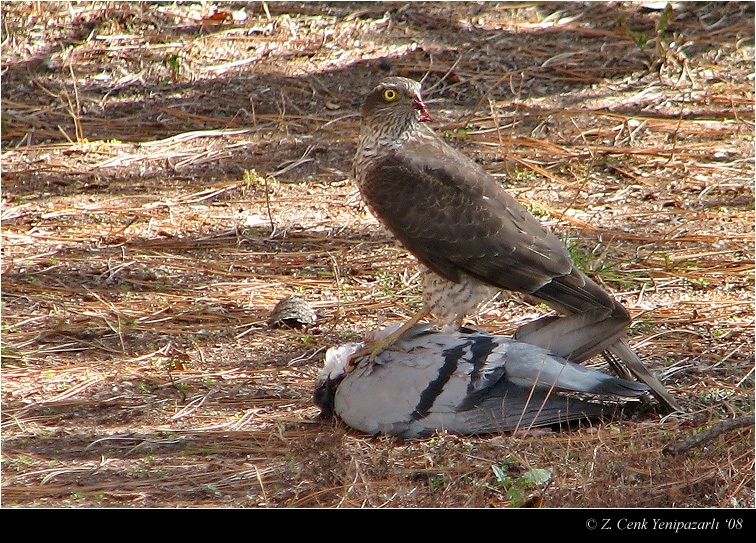 Eurasian Sparrowhawk
